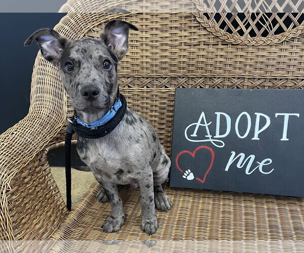 Medium Photo #1 Catahoula Leopard Dog-Unknown Mix Puppy For Sale in Rockaway, NJ, USA