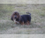 Small Photo #12 Basset Hound Puppy For Sale in MEMPHIS, MO, USA