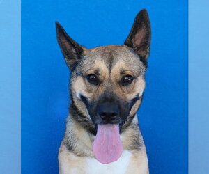 German Shepherd Dog-Unknown Mix Dogs for adoption in Pasadena, CA, USA