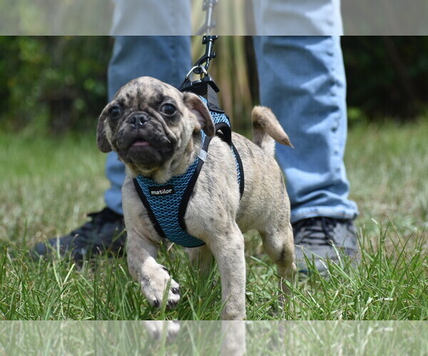 Medium Photo #3 Pug Puppy For Sale in PALM COAST, FL, USA