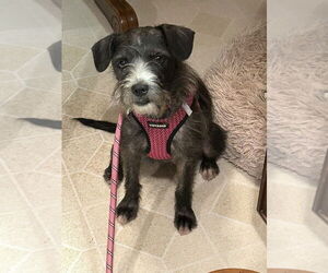 Mutt Dogs for adoption in Mundelein, IL, USA