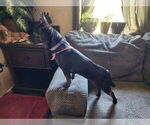 Puppy CKC Mary Ann French Bullhuahua