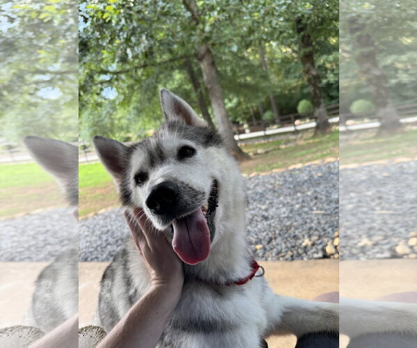 Medium Photo #1 Siberian Husky Puppy For Sale in Cumming, GA, USA