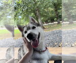 Small Siberian Husky