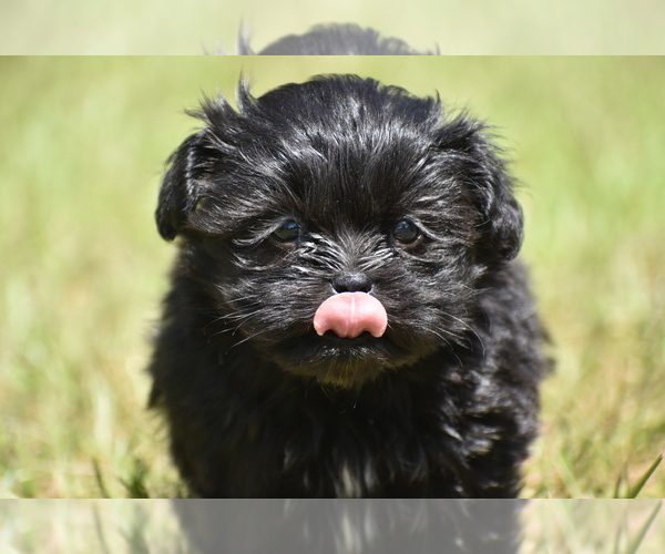 Medium Photo #5 Shih Aussie Puppy For Sale in PALM COAST, FL, USA