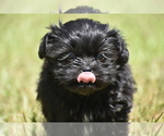 Small #4 Shih Aussie