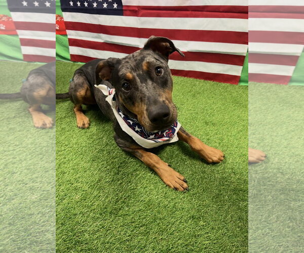 Medium Photo #5 Catahoula Leopard Dog-Doberman Pinscher Mix Puppy For Sale in Euless, TX, USA
