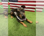 Small #4 Catahoula Leopard Dog-Doberman Pinscher Mix