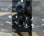 Small Photo #19 Pug Puppy For Sale in TROY, MO, USA
