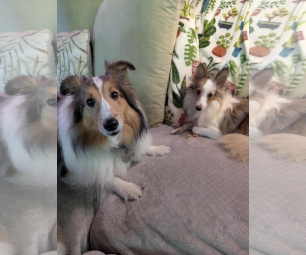 Medium Photo #5 Mutt Puppy For Sale in Wamego, KS, USA