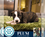 Small #1 Boxer Mix