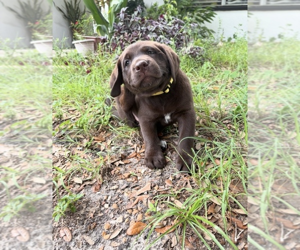 Medium Photo #3 Labrador Retriever Puppy For Sale in LEHIGH ACRES, FL, USA