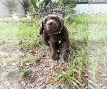 Small #2 Labrador Retriever