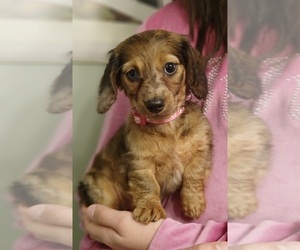 Dachshund Puppy for sale in BURLINGTON, MA, USA