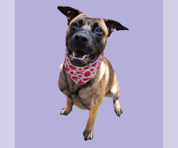 Medium Photo #1 German Shepherd Dog Puppy For Sale in Bakersfield, CA, USA