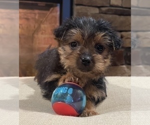 Yorkshire Terrier Puppy for sale in NOBLESVILLE, IN, USA