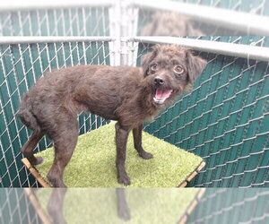 Mutt Dogs for adoption in Downey, CA, USA
