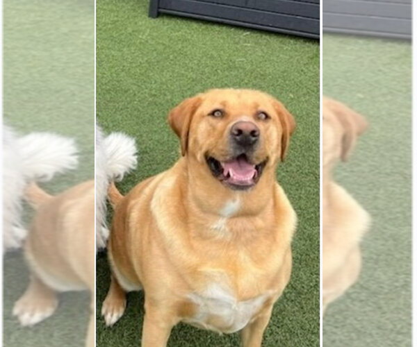 Medium Photo #4 Labrador Retriever-Unknown Mix Puppy For Sale in Aurora, IN, USA