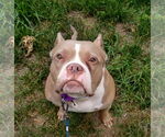 Small American Pit Bull Terrier Mix