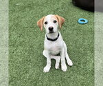 Small Photo #16 Beagle-Colonial Cocker Spaniel Mix Puppy For Sale in Fort Worth, TX, USA