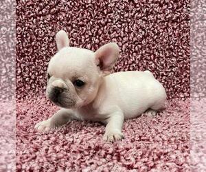 French Bulldog Puppy for sale in JOHNS ISLAND, SC, USA