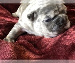 Small Photo #5 French Bulldog Puppy For Sale in BUCKS BAR, CA, USA