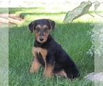 Small Airedale Terrier