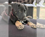 Small Photo #1 American Pit Bull Terrier-Labrador Retriever Mix Puppy For Sale in Holly Springs, NC, USA