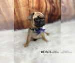 Small Photo #11 Pug Puppy For Sale in RIPLEY, MS, USA