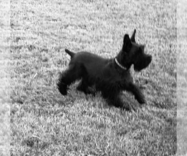 Medium Photo #1 Schnauzer (Miniature) Puppy For Sale in SOMERVILLE, AL, USA