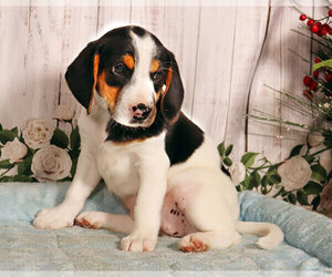 Labbe Puppy for sale in PENNS CREEK, PA, USA