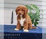 Small #1 Goldendoodle