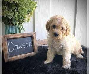 Goldendoodle (Miniature) Puppy for sale in NORTH VERNON, IN, USA