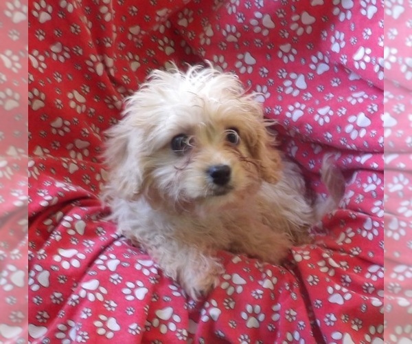 Medium Photo #1 Cavachon Puppy For Sale in PATERSON, NJ, USA