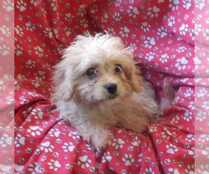 Cavachon Puppy for sale in PATERSON, NJ, USA