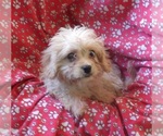 Small Cavachon