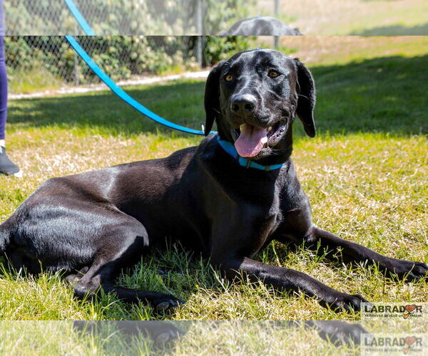 Medium Photo #2 Labrador Retriever Puppy For Sale in Clovis, CA, USA