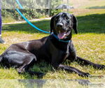 Small #1 Labrador Retriever