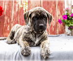 Small Photo #9 Mastiff Puppy For Sale in WAKARUSA, IN, USA