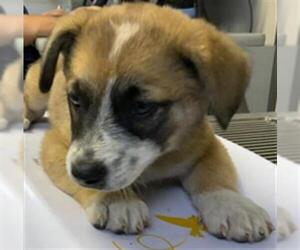German Shepherd Dog-Unknown Mix Dogs for adoption in Visalia, CA, USA