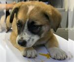 Small German Shepherd Dog Mix