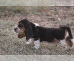 Small #5 Basset Hound