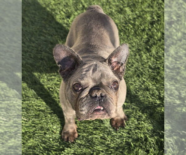 Medium Photo #4 French Bulldog Puppy For Sale in Lakewood, CO, USA