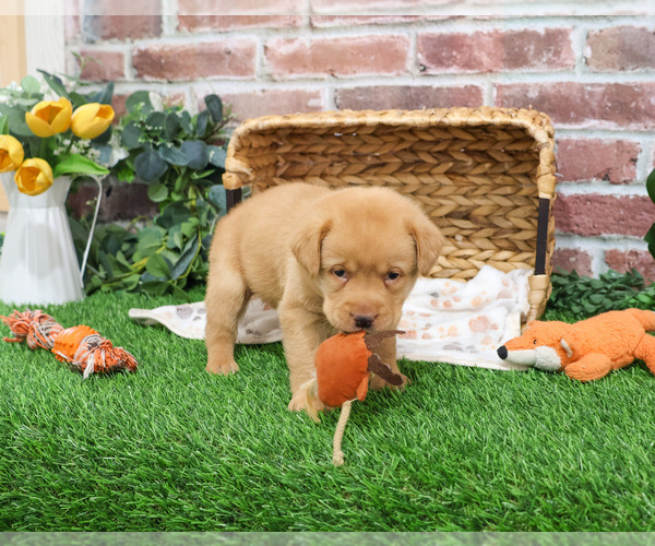 Medium Photo #2 Labrador Retriever Puppy For Sale in SYRACUSE, IN, USA