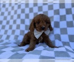 Small #5 Cavapoo (Miniature)