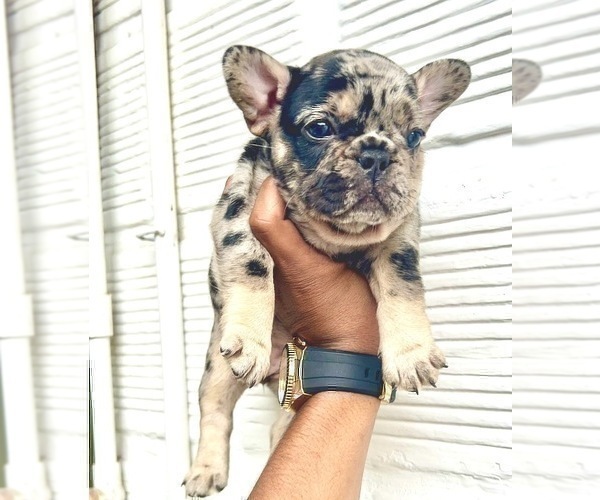 Medium Photo #49 French Bulldog Puppy For Sale in PHILADELPHIA, PA, USA