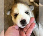 Small #1 Siberian Husky