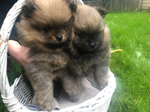 Medium Photo #2 Pomeranian Puppy For Sale in EVERETT, WA, USA