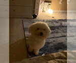 Small #4 Bichon Frise