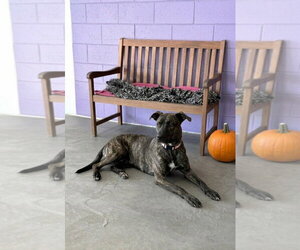 Labrador Retriever-Unknown Mix Dogs for adoption in Genesee, WI, USA